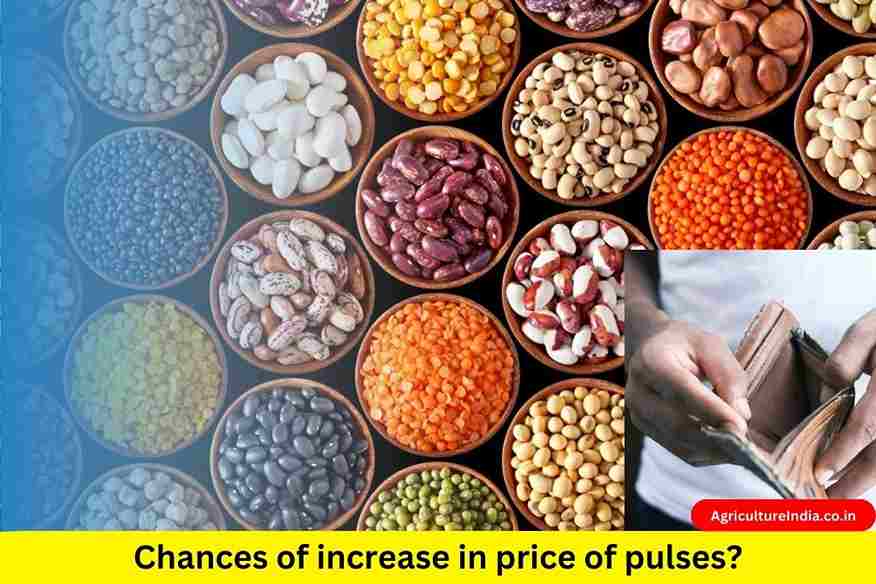 Chances of increase in price of pulses
