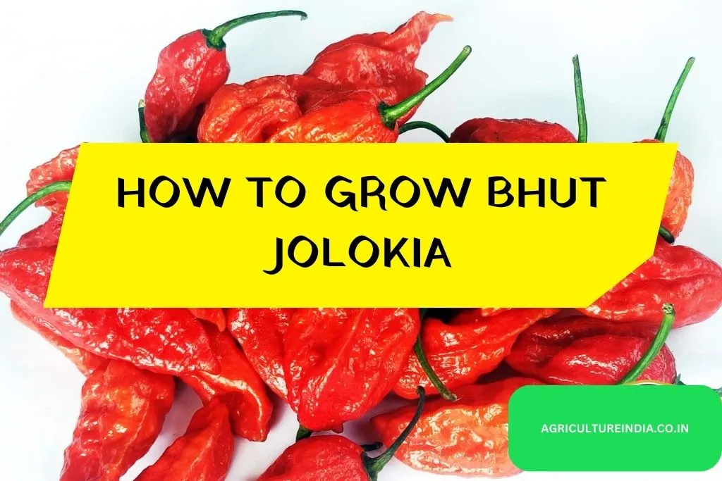 HOW TO GROW BHUT JOLOKIA