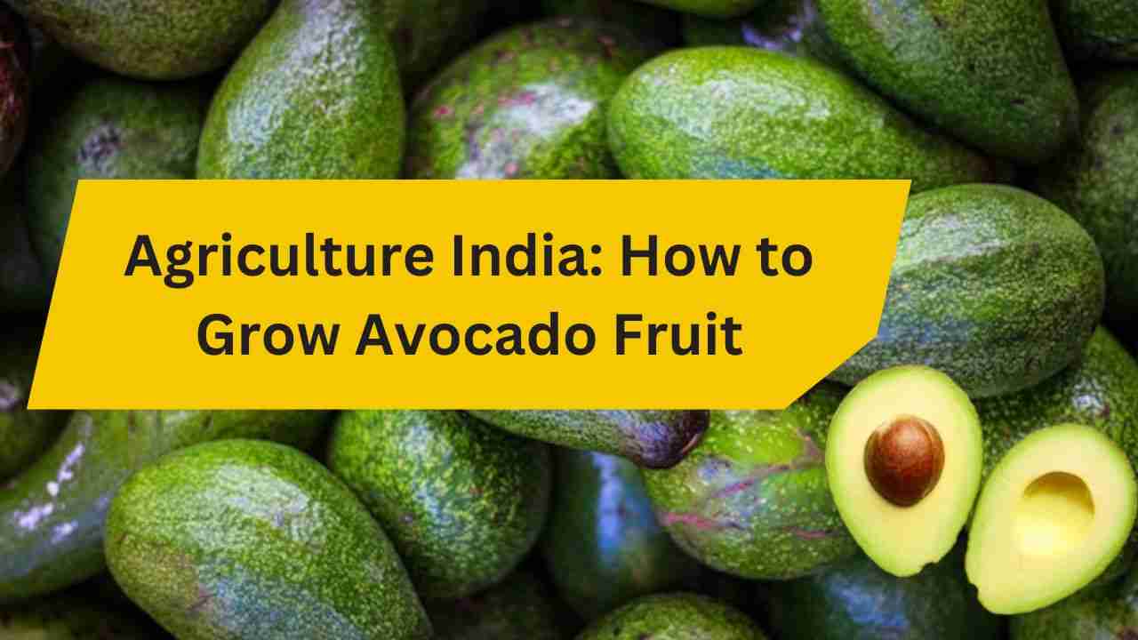 How to Grow Avocado Fruit