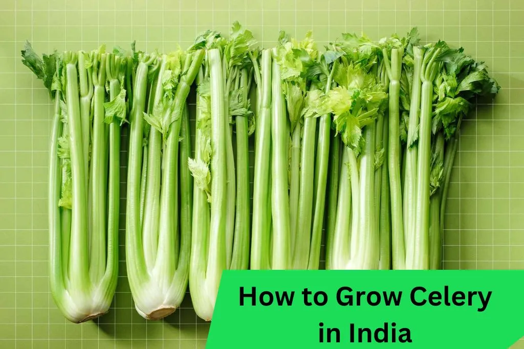 How to Grow Celery in India