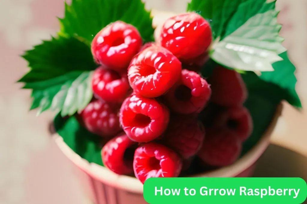 How to Grow Raspberry in India