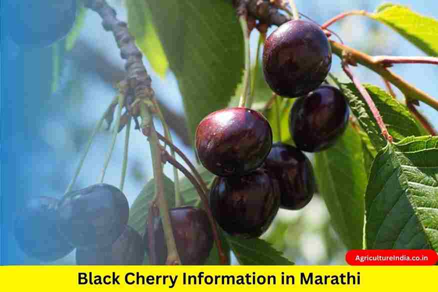Black Cherry Information in Marathi