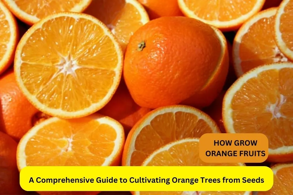 A Comprehensive Guide to Cultivating Orange Trees from Seeds