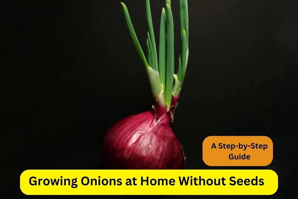 Growing Onions at Home Without Seeds