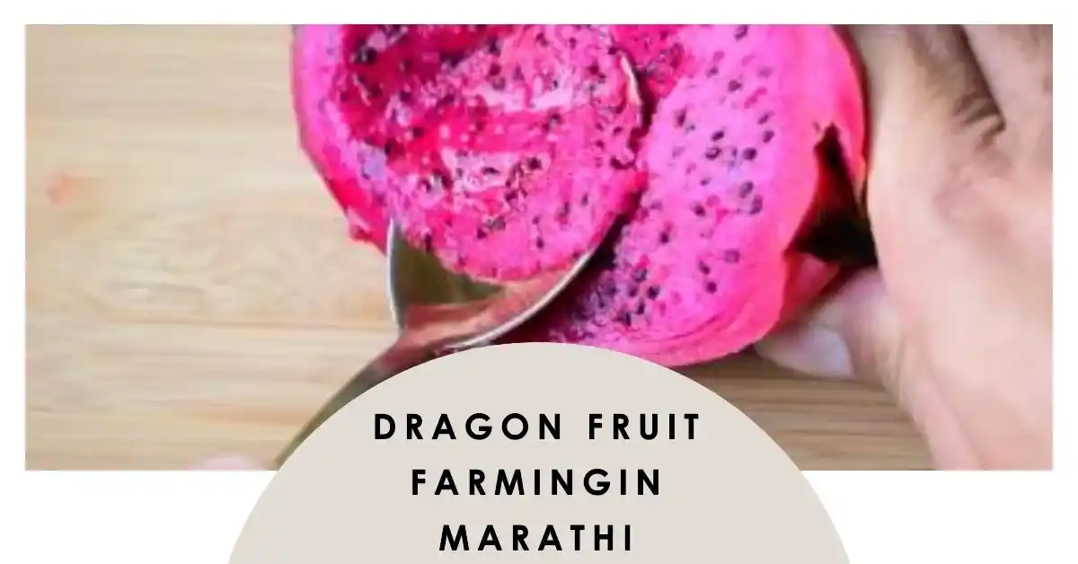 Dragon fruit farming in marathi