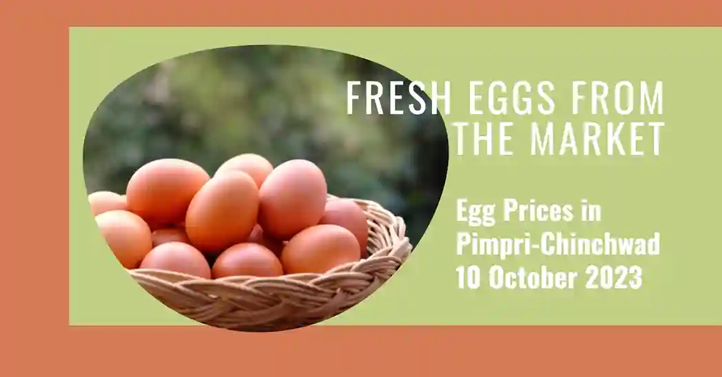 Egg Prices in Pimpri-Chinchwad 10 October 2023