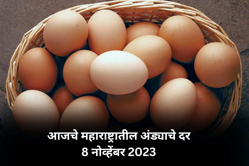 आजचे महाराष्ट्रातील अंड्याचे दर 8 नोव्हेंबर 2023